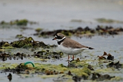 Ringed plover